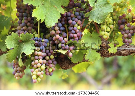 Colorful natural red wine grapes on an old vine with green leaves