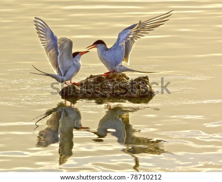 Two Foster\'s Tern facing each other on a rock in the water with wings open