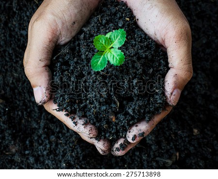 Hands holding soil with young plant.