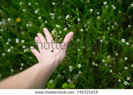 Little red bug on the human hand over the green grass