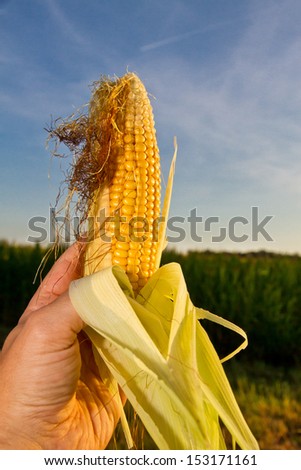 Maize cob in a hand of a farmer