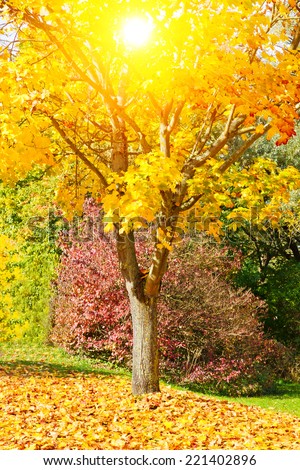 Maple tree in the sun