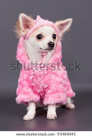 Little dog in a dress