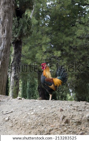 Motley rooster grazing on the farm ground