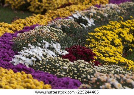 Flowerbed of colorful flowers in Sofia, Bulgaria.