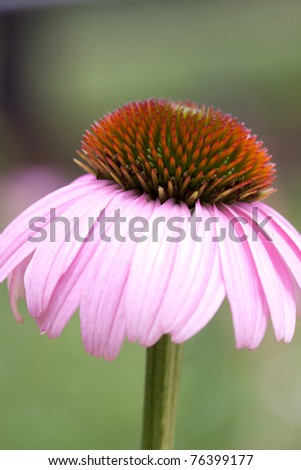Purple Cone flower