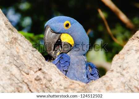 A Hyacinth Macaw Poses for the Camera, Coyly