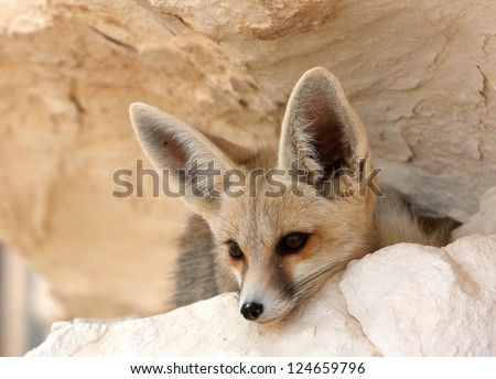 A Desert Fox in the White Desert