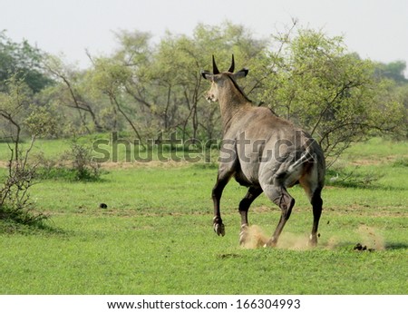 A Blue Bull, or Nilgai Antelope Running