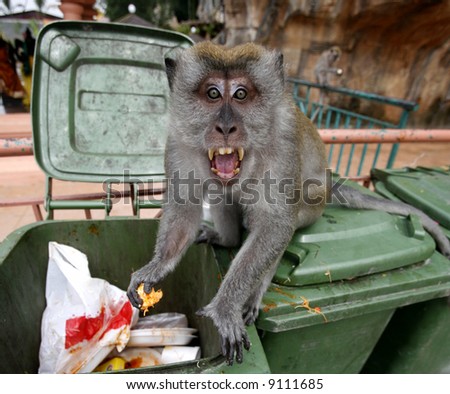 A monkey gets angry and shocked.