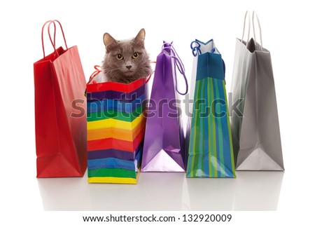 Assorted colored shopping bags and a cat in one of them  on a white background