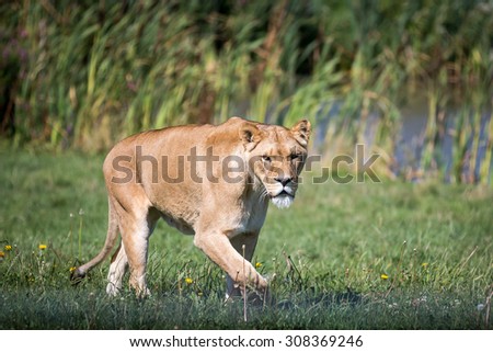 Female Lion stalking over grass by reed filled lake.