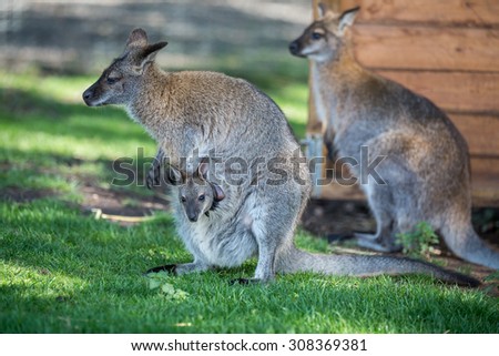 Female Wallaby with her joey in grassed area