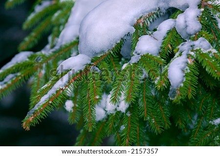 a spray of a fir under snow