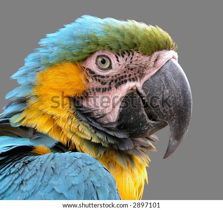 a close-up shot of macaw isolated on grey