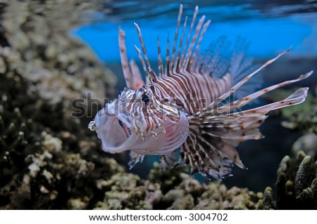 lion or turkey fish with mouth open