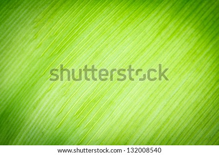 Green leaf texture Images - Search Images on Everypixel