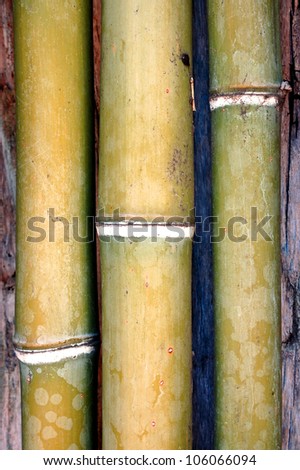 Close-up of bamboo; Prospect Park; Redlands, California