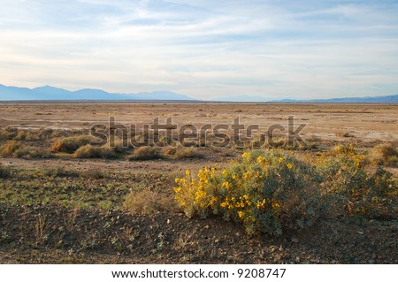 Desert flowers; near Salton Sea, California