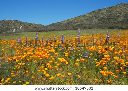 Southern California hills in spring; Murrieta, California