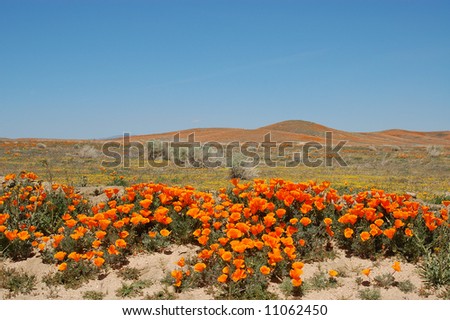 California poppies; Antelope Valley California Poppy Reserve; Lancaster, California