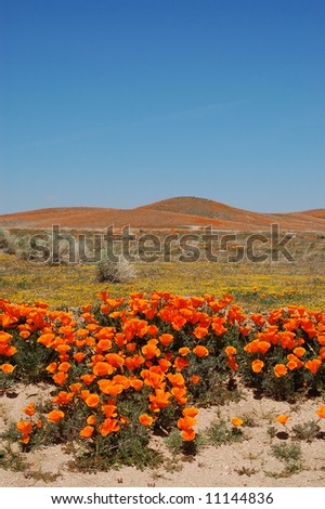 California poppies; Antelope Valley California Poppy Reserve; Lancaster, California