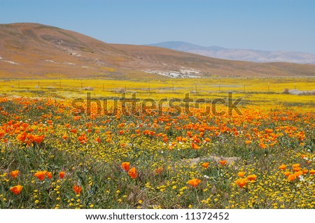 Antelope valley ford lancaster california #10