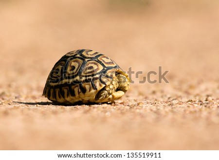 tortoise hiding in shell