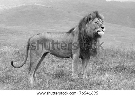 A black and white image of a magnificent male lion