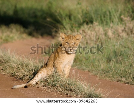 cute lion cub sitting down
