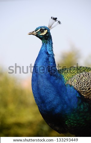 Head of a blue peacock in front of blur background