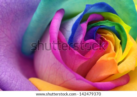 Macro of rainbow rose heart and colored petals