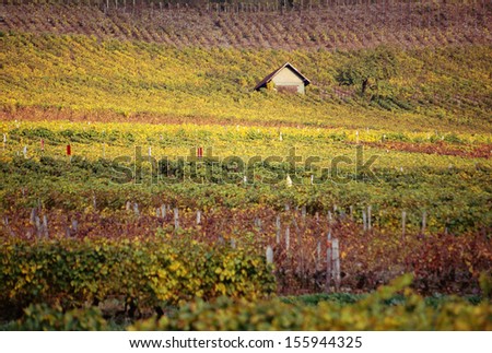 Colorfull vineyards in Savoy near Chambery, fall time.