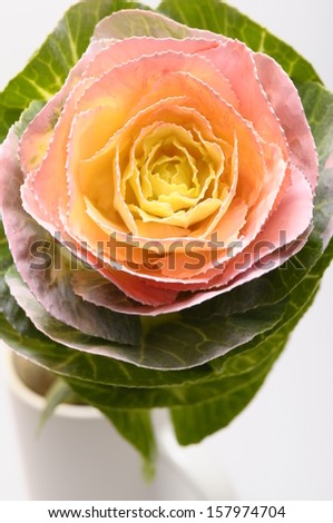Macro of Colored cabbage leaves looking like a orange flower rose