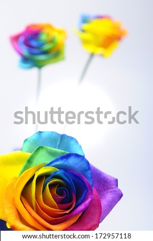 Bouquet of happy flower : rainbow rose with colored petals