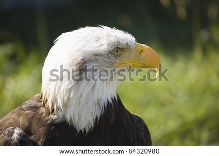 Close view of a bald eagle