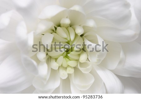 Macro of aster white flower
