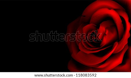Rose flower isolated on black/Rose