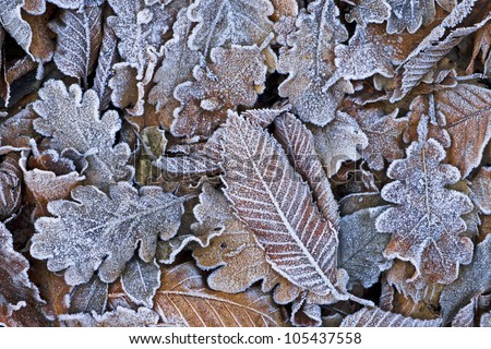 Similar – Foto Bild Nahaufnahme einer gefrosteten Kiefer im Winter