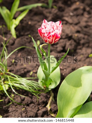 Tulip is standing out from the crowd
