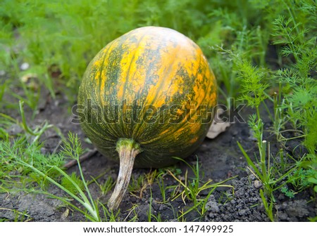 green, yellow pumpkin growing on the vegetable patch