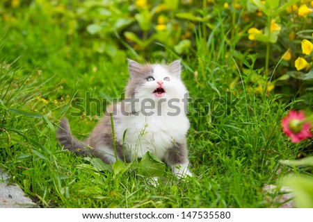 gray, white angry kitten with blue eyes and open mouth and sharp teeth on grass