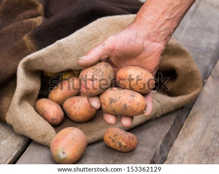 Old man hand with Fresh harvested potatoes with soil still on skin, spilling out of a burlap bag, on a rough wooden palette.