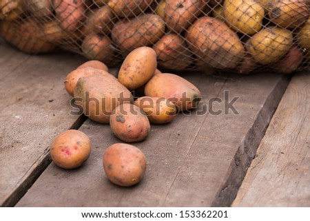 Fresh harvested potatoes with soil still on skin, spilling out of a burlap bag, on a rough wooden palette.