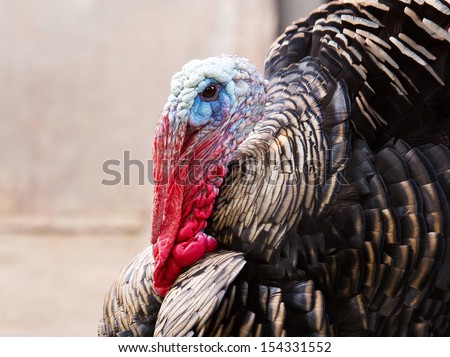Profile of a thanksgiving turkey isolated on a over orange background