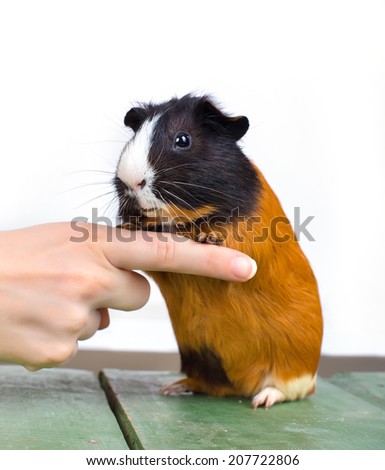 portrait of guinea pig stay on feet and hod on woman\'s hand finger
