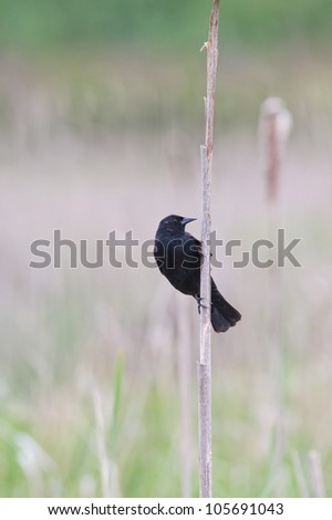 Red winged blackbird clinging to cattail reed in the marsh