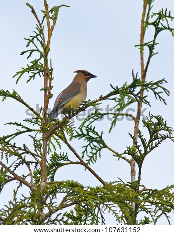 Cedar waxwing perched in cedar tree showing colored tips on wing