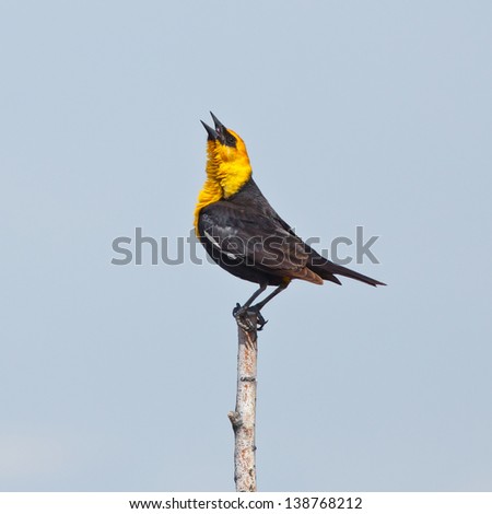 A singing Yellow headed Blackbird perched on the top of a stick.