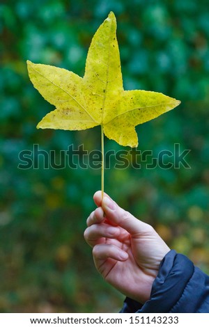 A hand gripping a leaf by the stem